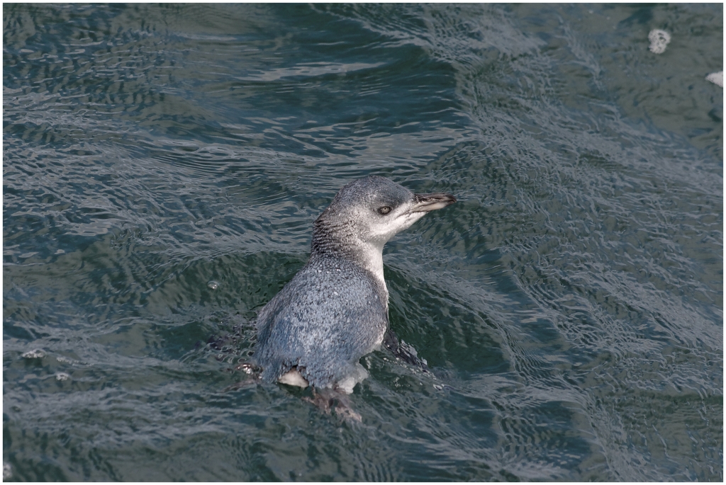 02 - Akaroa (11) - Blue Pinguin.jpg